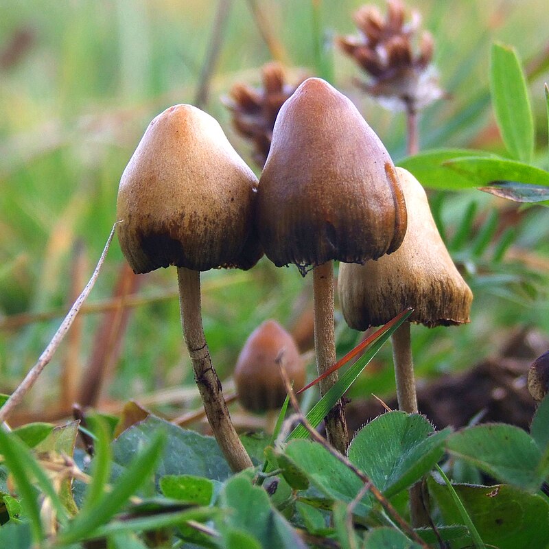 Magic Mushroom: Psilocybin